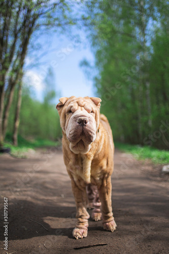 Chinese Shar Pei stands on countryside road