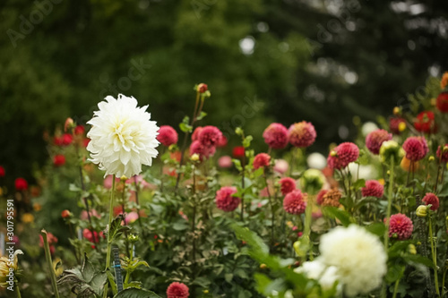 White and red dahlia garden © Crystal Madsen