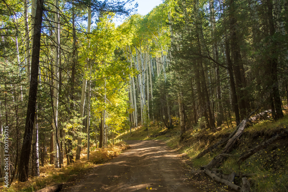 Fototapeta premium Landscape of dirt road in a forest of aspen trees in Arizona
