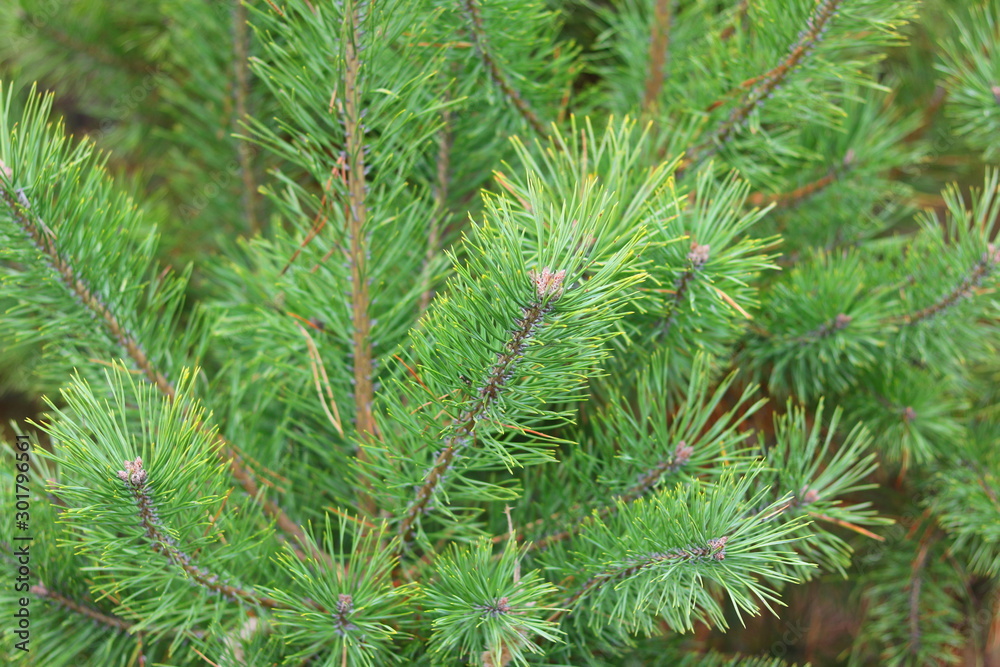 Pine branch with sharp pine needles on background of other pine branches as Christmas background for New Year card with illusion of smell of pine Pine branch with sharp pine needles on background of other pine branches as Christmas background for New Year card with illusion of smell of pine