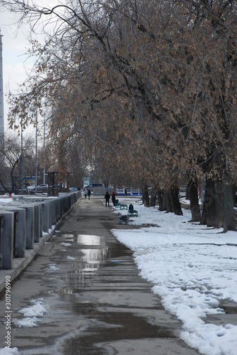 melting snow on the road and old leafless tree in winter at the city park