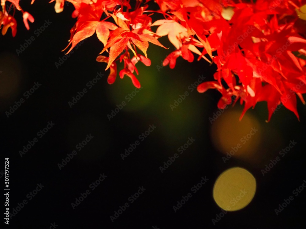 Japanese Autumn Mountain Photography Japanese Autumn Mountain Photography
