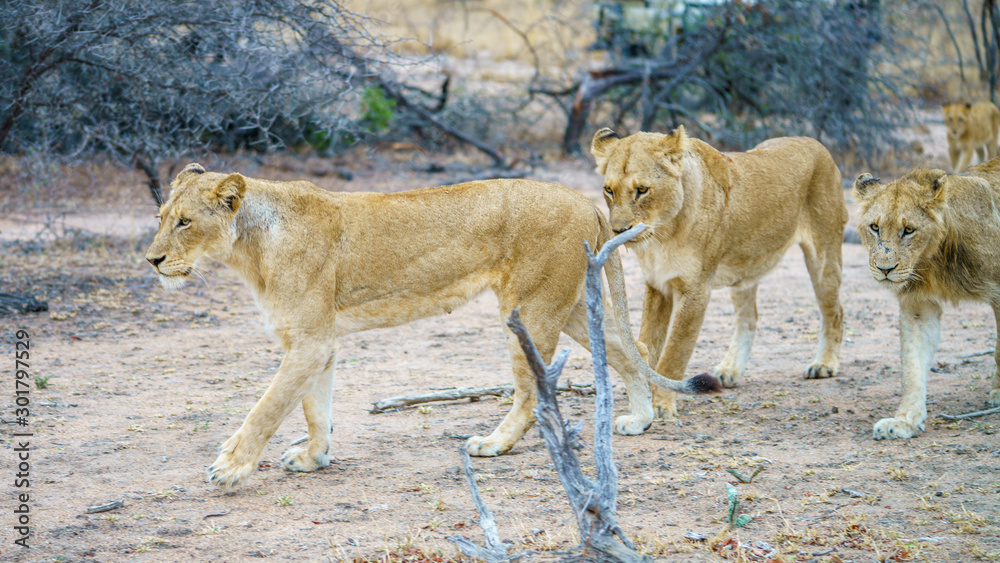 lions in kruger national park, mpumalanga, south africa 2 lions in kruger national park, mpumalanga, south africa 2