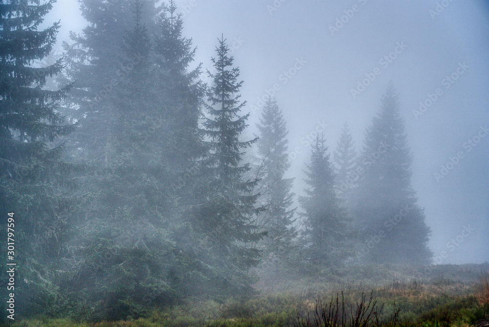 Trees lost in fog in autumn in mountains, Slovakia Mala Fatra