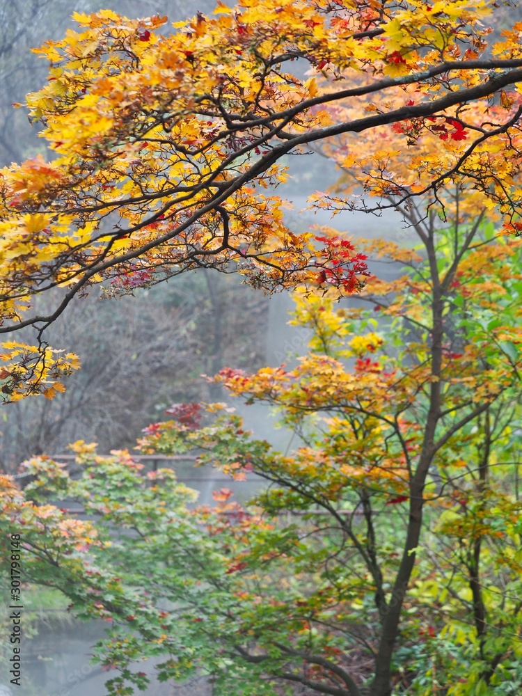 Japanese Autumn Mountain Photography