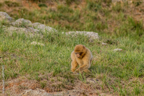 Gibraltar monkey walking through its territory