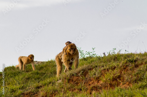 Gibraltar monkey walking through its territory