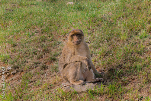 Gibraltar monkey walking through its territory