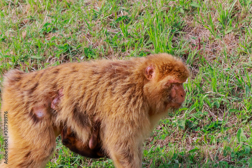 Gibraltar monkey walking through its territory