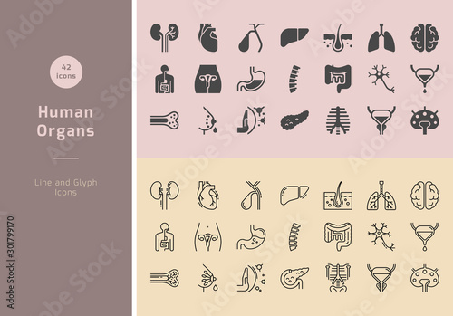 Large set of linear vector icons of human organs with signatures.
