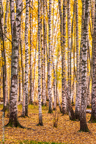 Autumn