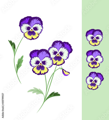 Spring Pansy Flowers. Wild Violet With Leaf And Bud. Viola Tricolor With Yellow, White And Purple Petals. Summer Colorful Heartsease. Vector Flower.