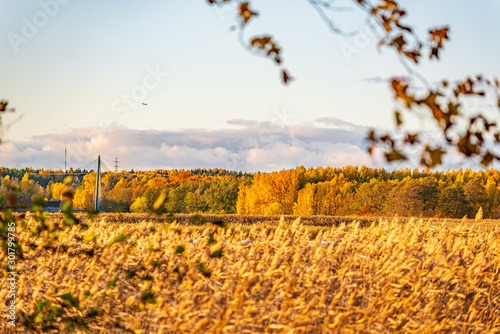 Autumn