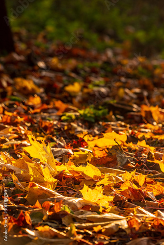Autumn