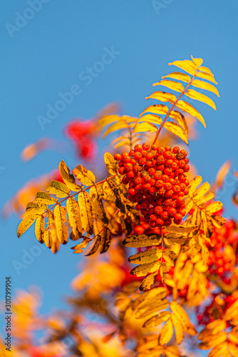 Fall