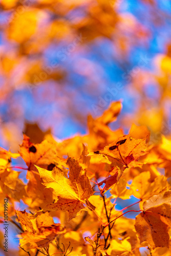 Fall