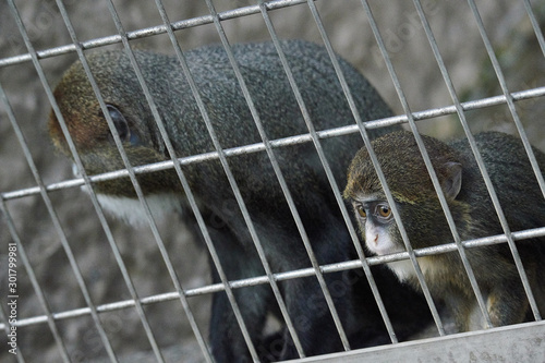 上野動物園の猿（Brothera Guenon, Brother Monkey）