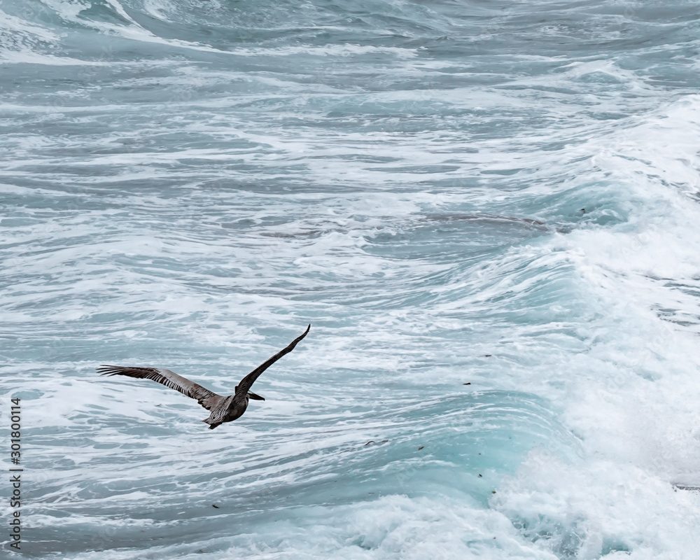 Pelican Flying Over the Ocean Waves