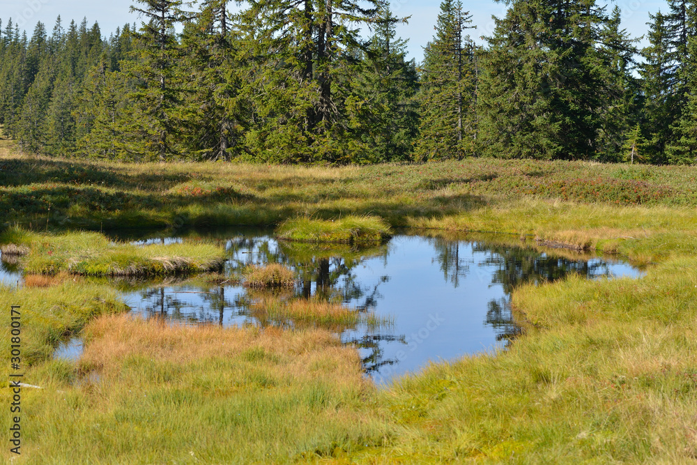 Fototapeta premium Hochmoor auf der Rossbrandhöhe in Österreich