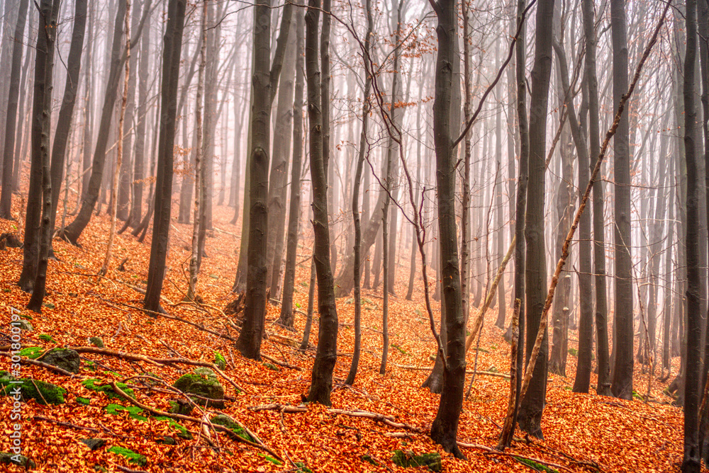 Fototapeta premium Autumn fall leaves in forest with beautiful fog in background, Slovakia Mala Fatra