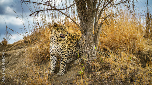leopard in kruger national park, mpumalanga, south africa 135