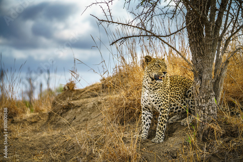 leopard in kruger national park, mpumalanga, south africa 165 © Christian B.