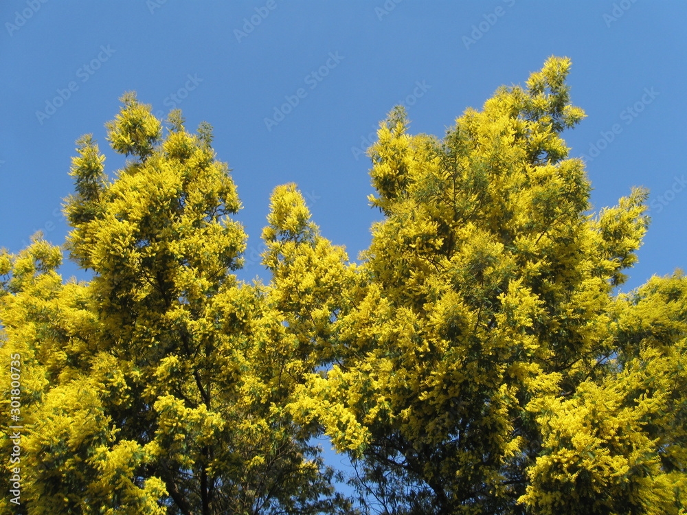 Acazienbaum in Blüte Acazienbaum in Blüte