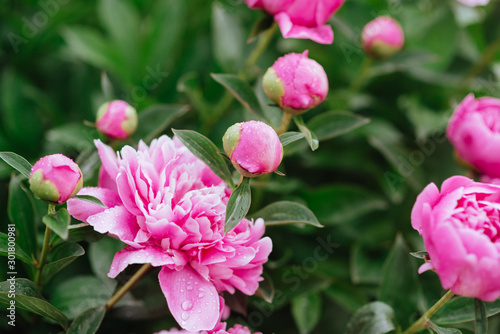 Pink peonies in the garden. Blooming pink peony. Closeup of beautiful pink Peonie flower.