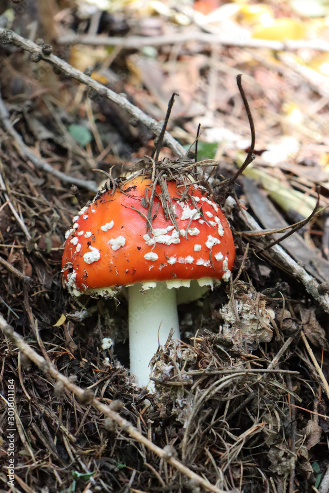 red fly agaric mushroom red fly agaric mushroom