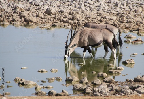 Oryx-Antilope am Wasserloch photo