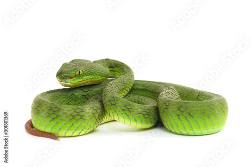 Close up White-lipped Green Pit Viper snake (trimeresurus albolabris) isolated on white background photo