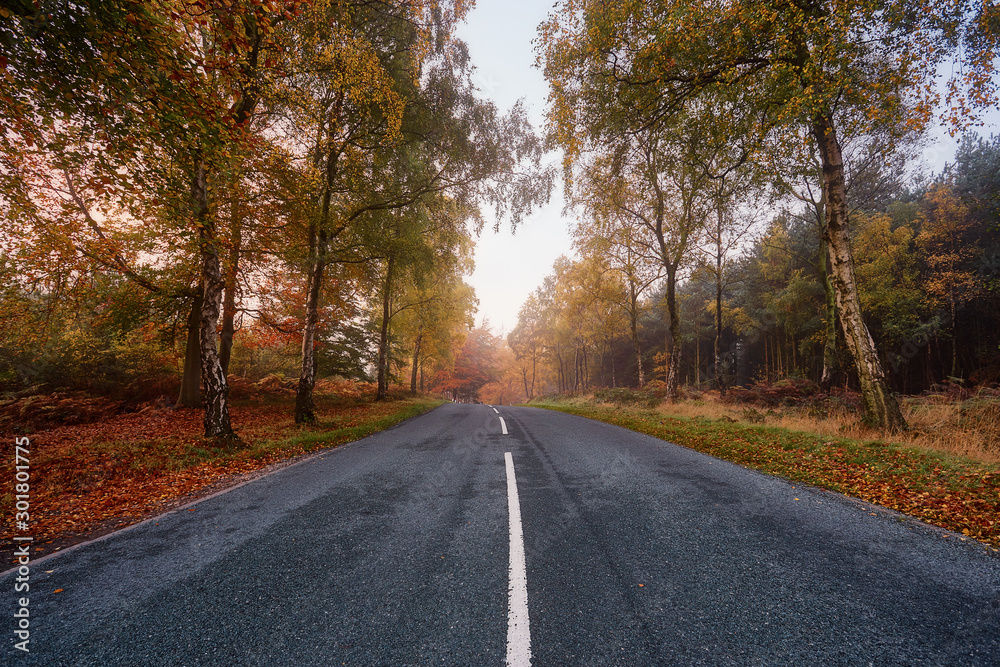 Obraz premium Autumn Fall middle of the road in a forest 