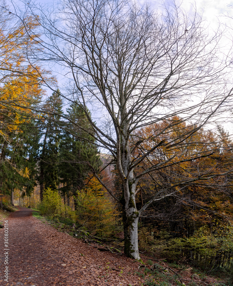 Fototapeta premium Wasserfall im Schwarzwald