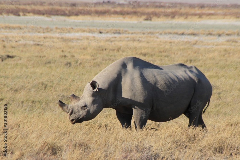 Fototapeta premium white rhinoceros in africa