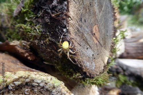 Araniella cucurbitina photo