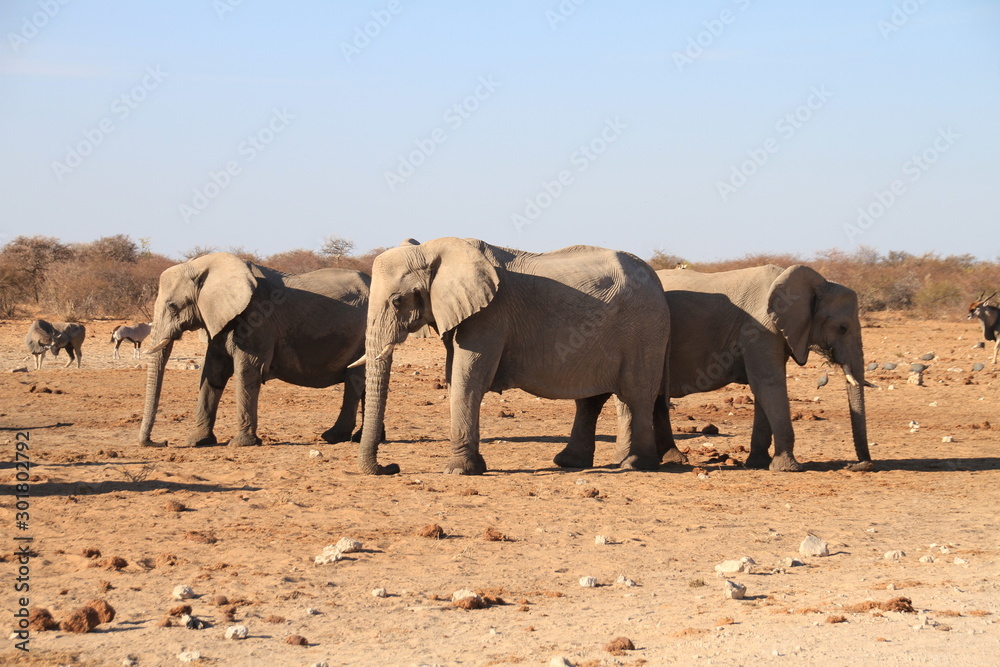 Fototapeta premium herd of elephants Etosha Nationalpark Namibia