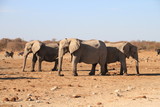 herd of elephants Etosha Nationalpark Namibia 