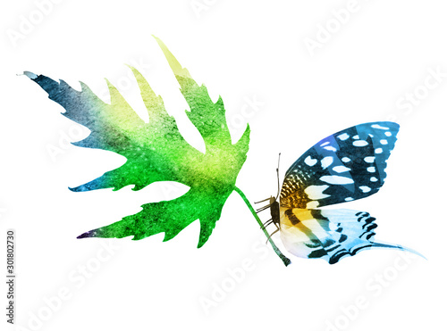 Watercolor leaf with butterfly on the white background photo