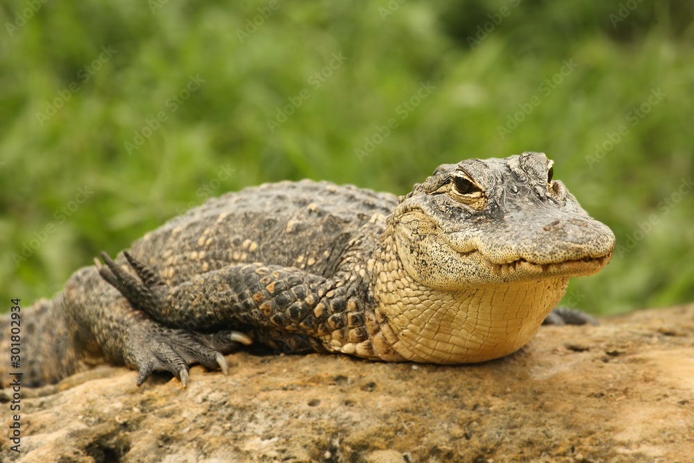 American alligator (Alligator mississippiensis) having a rest on the stone. America alligator with green background in Florida Everglades National park.