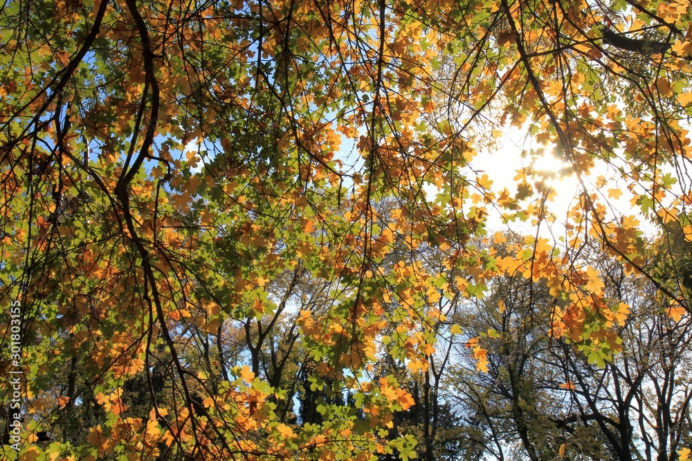Tree branches with autumn leaves in the Park