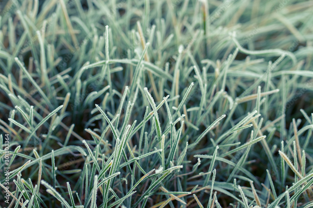 Frostbedecktes Gras im Winter Frostbedecktes Gras im Winter