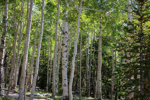 High altitude groves of Quaking Aspen trees grow on the Wheeler Peak area of the Great Basin National Park  Nevada