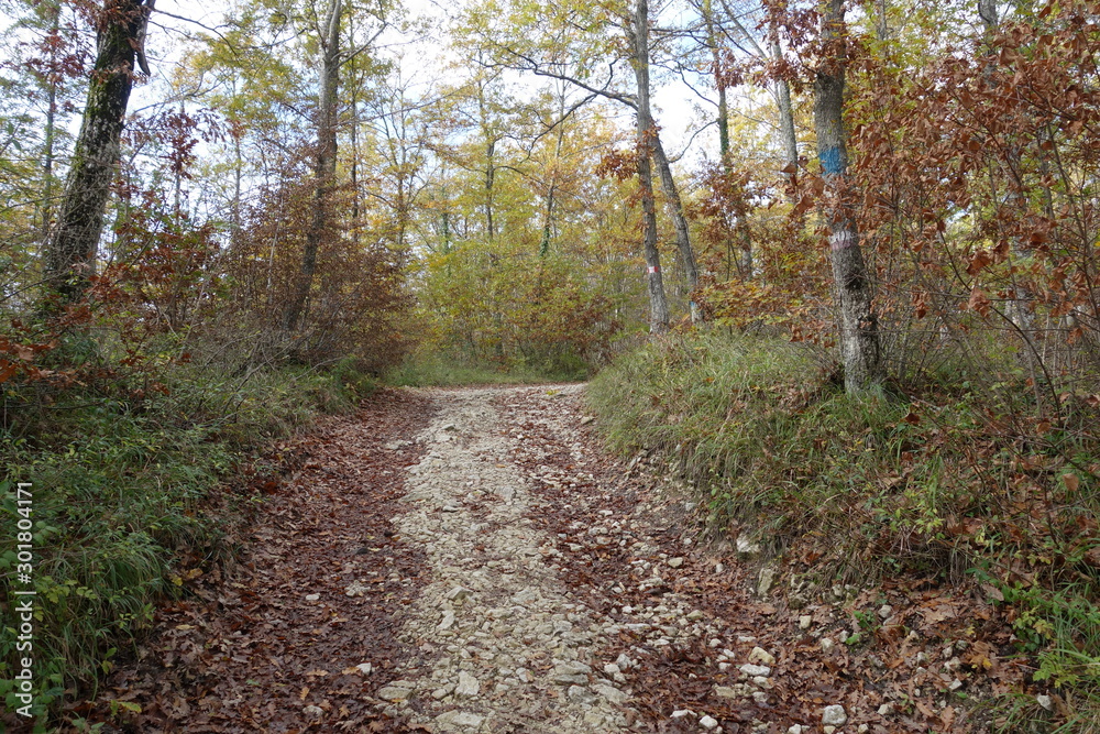 Fototapeta premium Entra nel bosco..