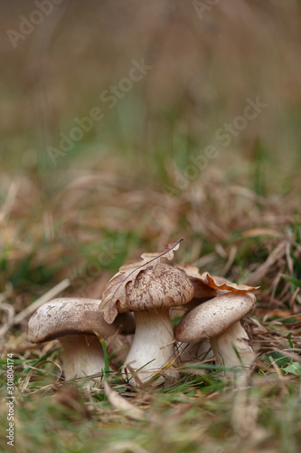 Tasty edible big mushroom in a beautiful autumn forest among moss and grass, close up