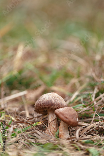 Tasty edible big mushroom in a beautiful autumn forest among moss and grass, close up