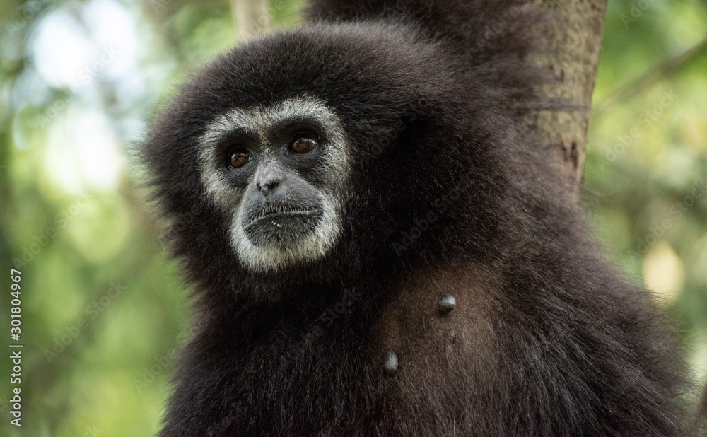 Gibbons sauvages à mains blanches dans la forêt équatoriale, portraits et marche Gibbons sauvages à mains blanches dans la forêt équatoriale, portraits et marche