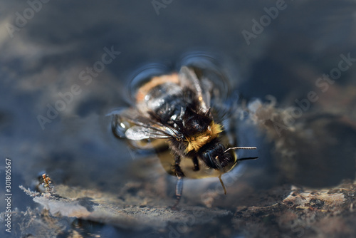 bee on flower stockholm, sweden © Mats
