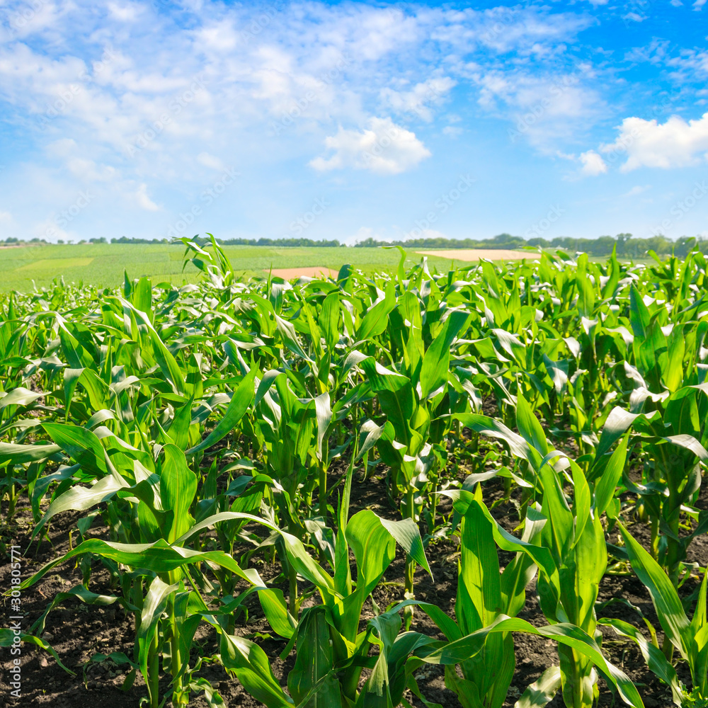 Green corn field and bright blue sky. Green corn field and bright blue sky.