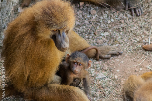 papiones enjoying in their territory
