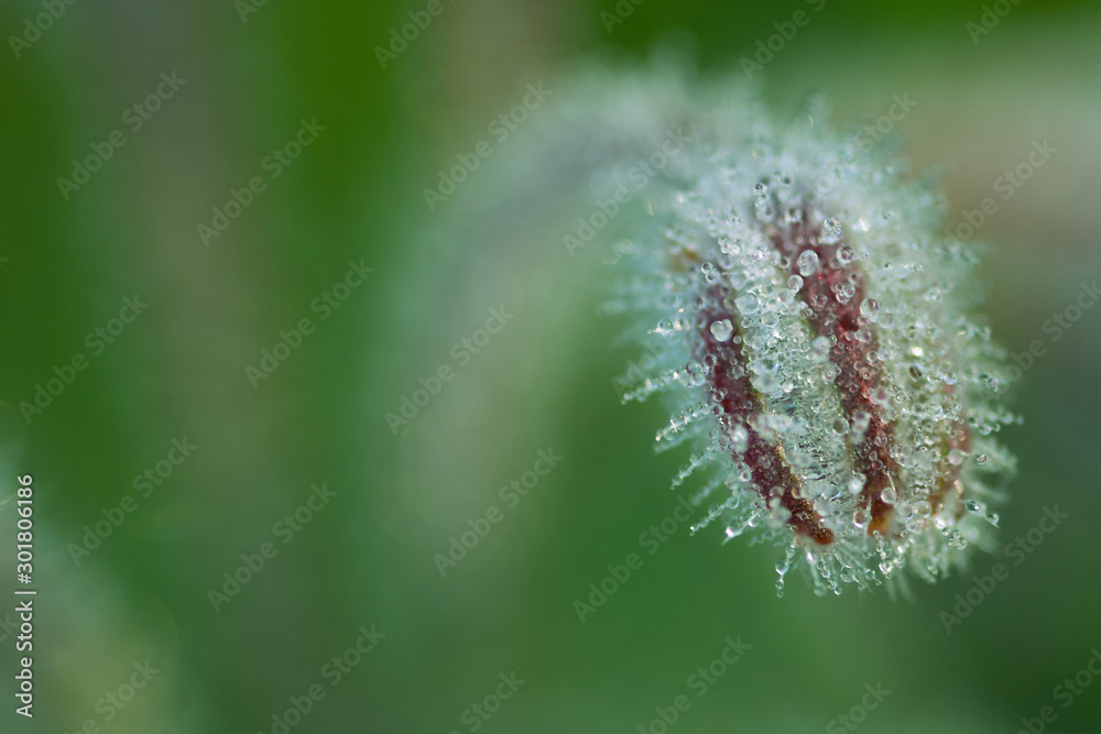 Obraz premium Flower bud covered with dew drops on green background.